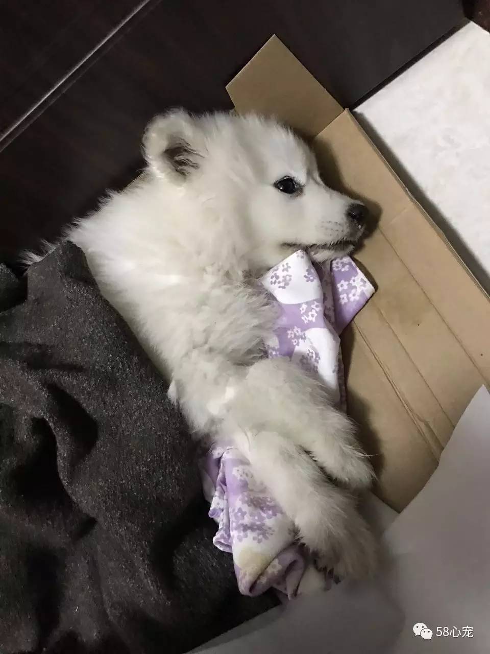 狗狗吃葡萄如何才能保住他的狗命,我家的狗狗养了四年差点死了