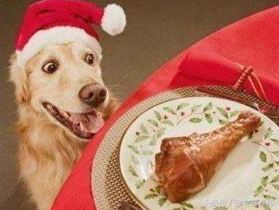 狗狗饿了有什么表现,饿狗狗会记住教训吗