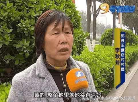 小麦扬花后麦叶尖发黄是怎么回事,小麦假化肥表现