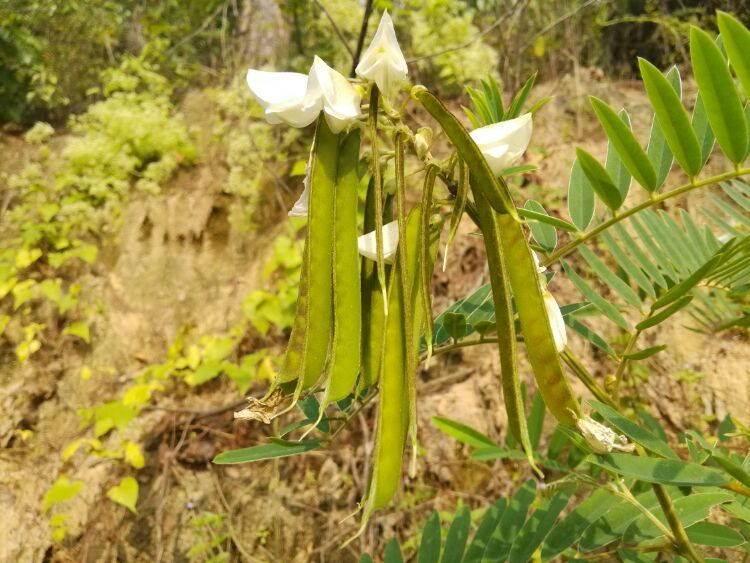 到中山的千年古刹古香林寺旧址周边山林探秘，感觉大自然太美啦