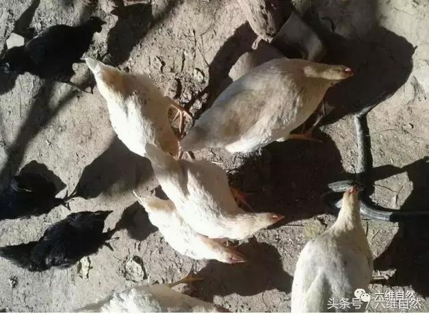 蟒蛇钻进鸡窝吞食整只鸡,蛇进鸡窝咬死鸡是什么征兆