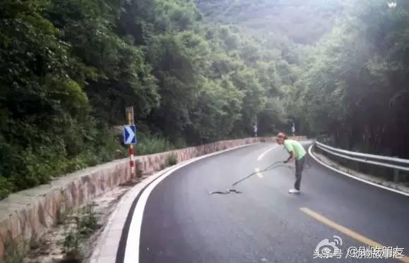 路上遇到被撞死的小动物怎么处理,高速上看到被撞死的小动物怎么办