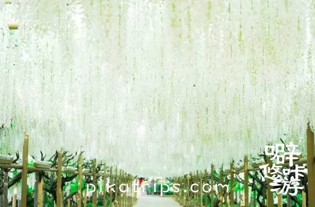 日本赏樱花最美的地方,日本春天看樱花攻略