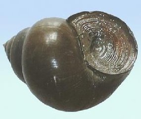 胃痛每日食谱,健康一线胃痛