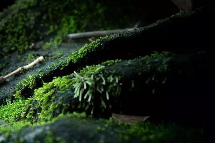 去除青苔的最好方法,去除青苔最有效的方法