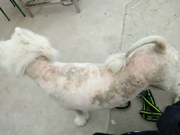 萨摩耶犬什么原因得皮肤病,萨摩耶幼犬皮肤病怎么治疗