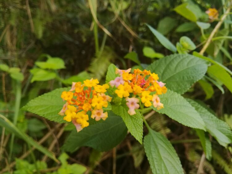 到中山的千年古刹古香林寺旧址周边山林探秘，感觉大自然太美啦