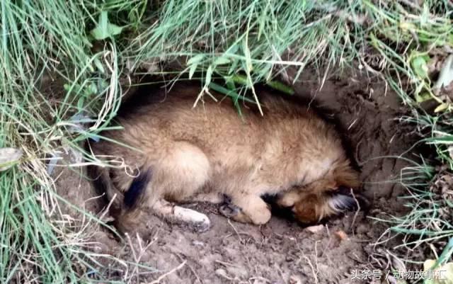 路上遇到被撞死的小动物怎么处理,高速上看到被撞死的小动物怎么办