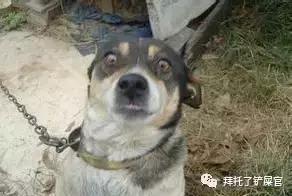 日本土狗为什么那么可爱,日本土狗是柴犬还是秋田犬