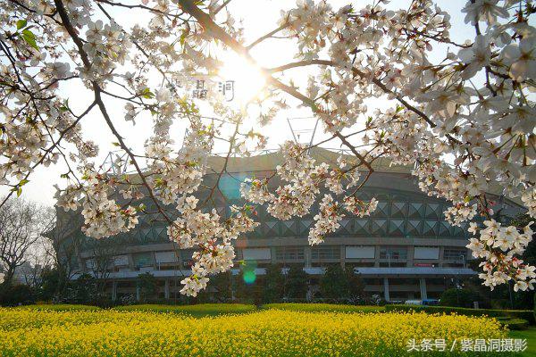 上海看樱花公园,上海看樱花去同济大学