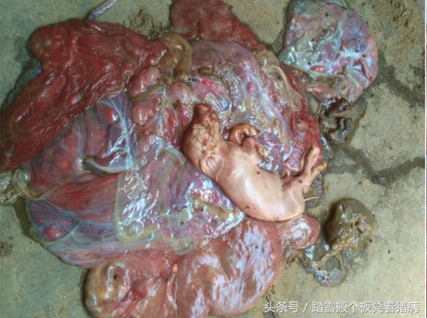 母猪生产管理养猪技术,养猪的一般母猪容易出现的问题