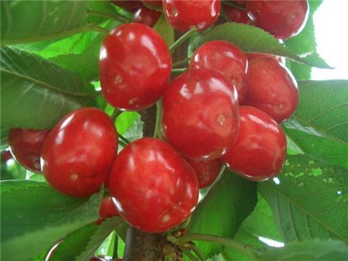 樱桃品种大全一览表,樱桃品种介绍大全