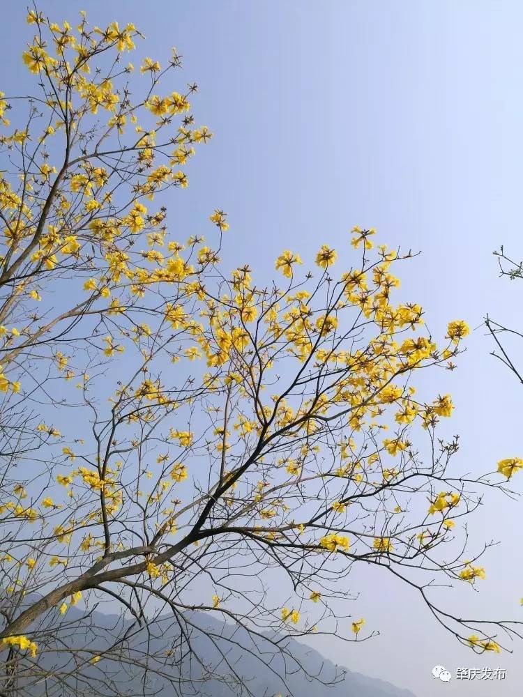 春暖花开正是踏青赏花的好时节,肇庆春日赏花的地方图片