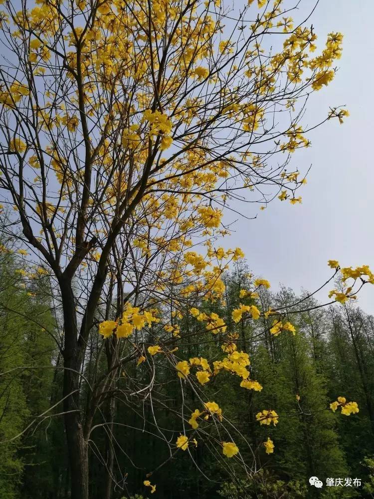 春暖花开正是踏青赏花的好时节,肇庆春日赏花的地方图片
