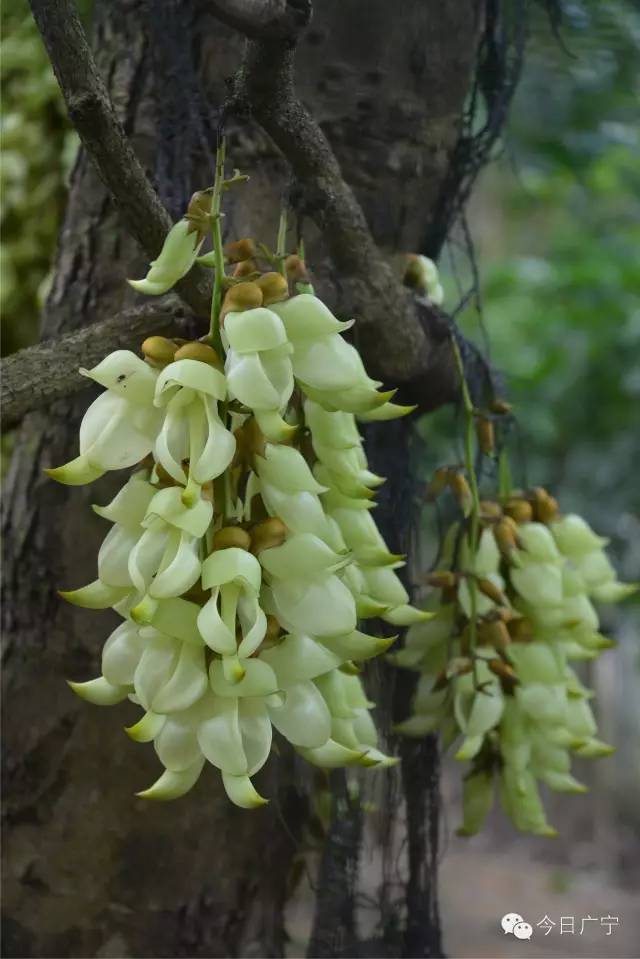 春暖花开正是踏青赏花的好时节,肇庆春日赏花的地方图片