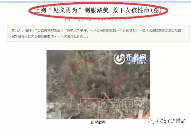 日本土狗为什么那么可爱,日本土狗是柴犬还是秋田犬