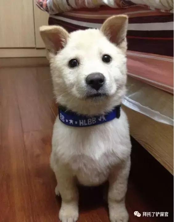 日本土狗为什么那么可爱,日本土狗是柴犬还是秋田犬