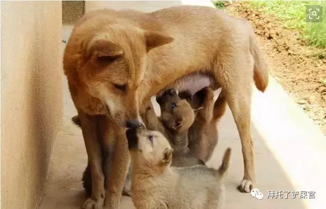 日本土狗为什么那么可爱,日本土狗是柴犬还是秋田犬