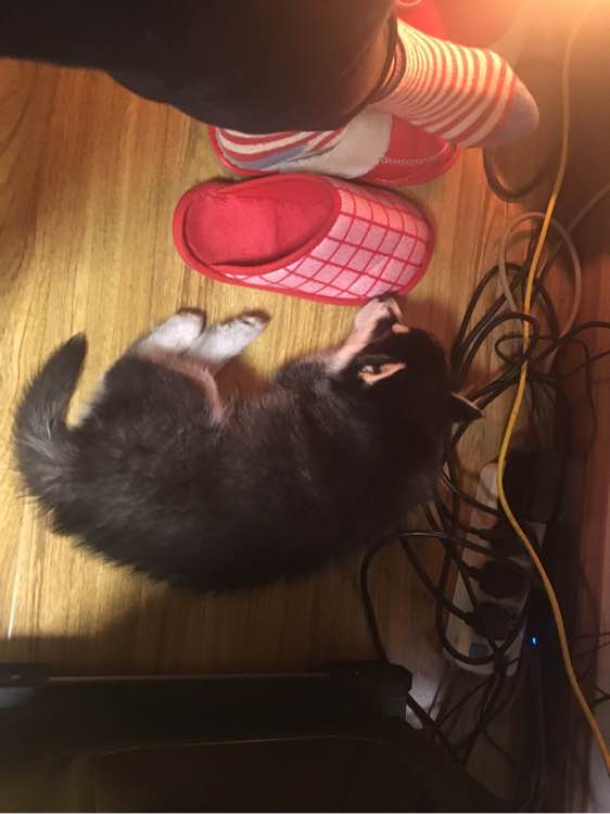 家里哈士奇很蠢怎么办,家里养的哈士奇太凶怎么办