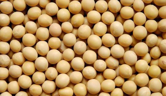 黄豆营养成分表,黄豆营养价值及功效与禁忌