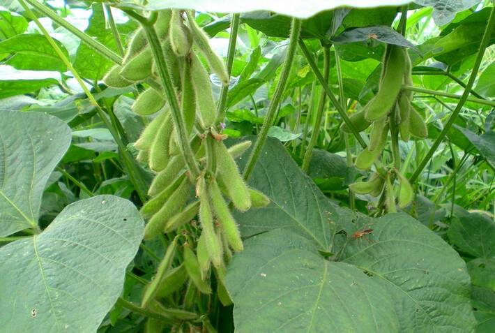 黄豆营养成分表,黄豆营养价值及功效与禁忌