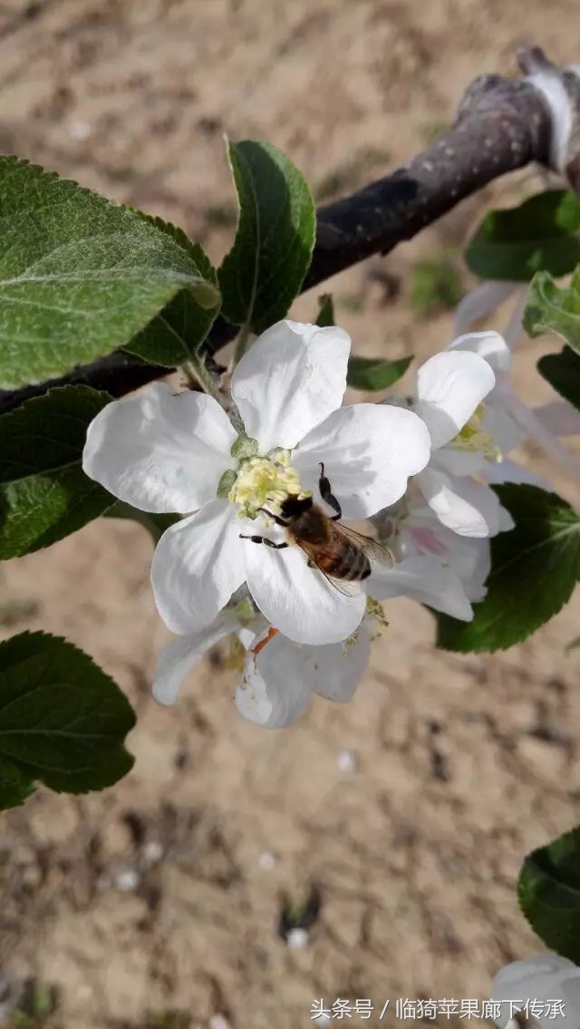 农村苹果花开，花香引来蜜蜂采蜜，景色胜似魔都樱花