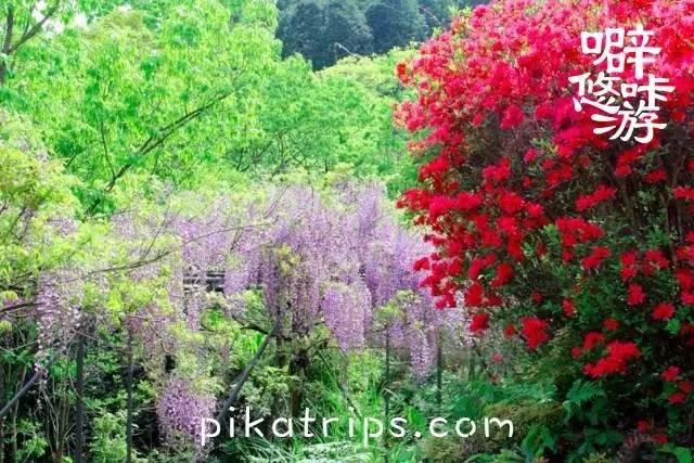 看日本樱花攻略,日本赏樱花最美的地方