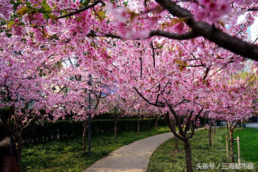 赏花后皮肤会过敏吗,踏青赏花正当时花粉过敏怎么办