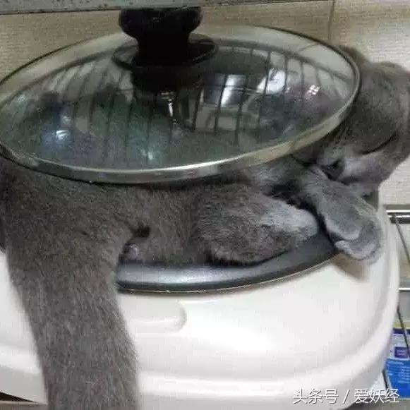 爱妖经|开春了,来锅猫吧