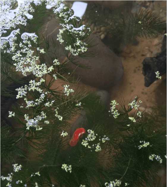 一个三米的鱼池需要多钱,一个观赏鱼池大概多少钱