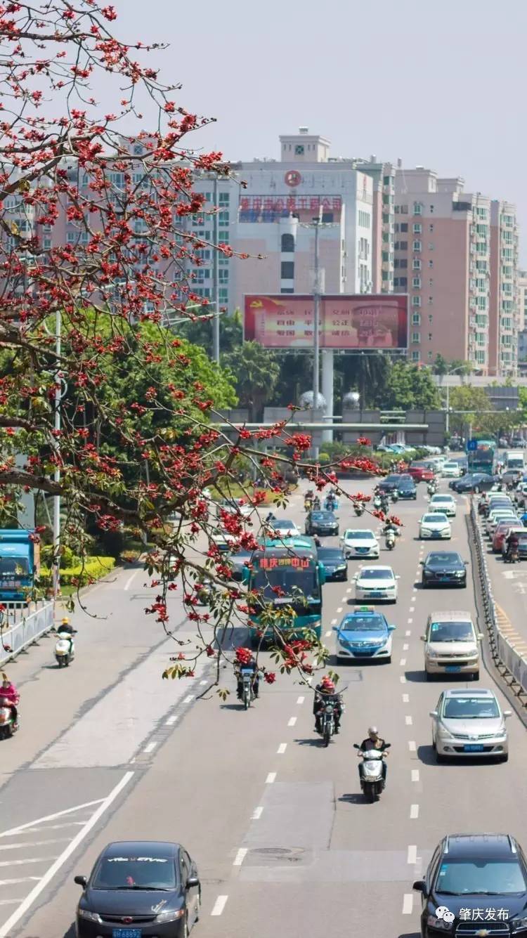 春暖花开正是踏青赏花的好时节,肇庆春日赏花的地方图片