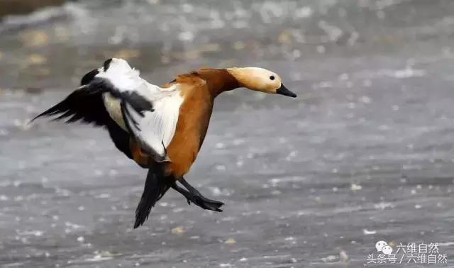 一身金黄色的鸟,浑身黄色的鸭子