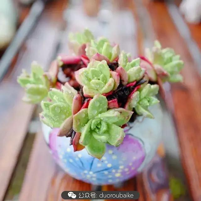 娇艳欲滴的多肉植物,春雨中多肉图片大全