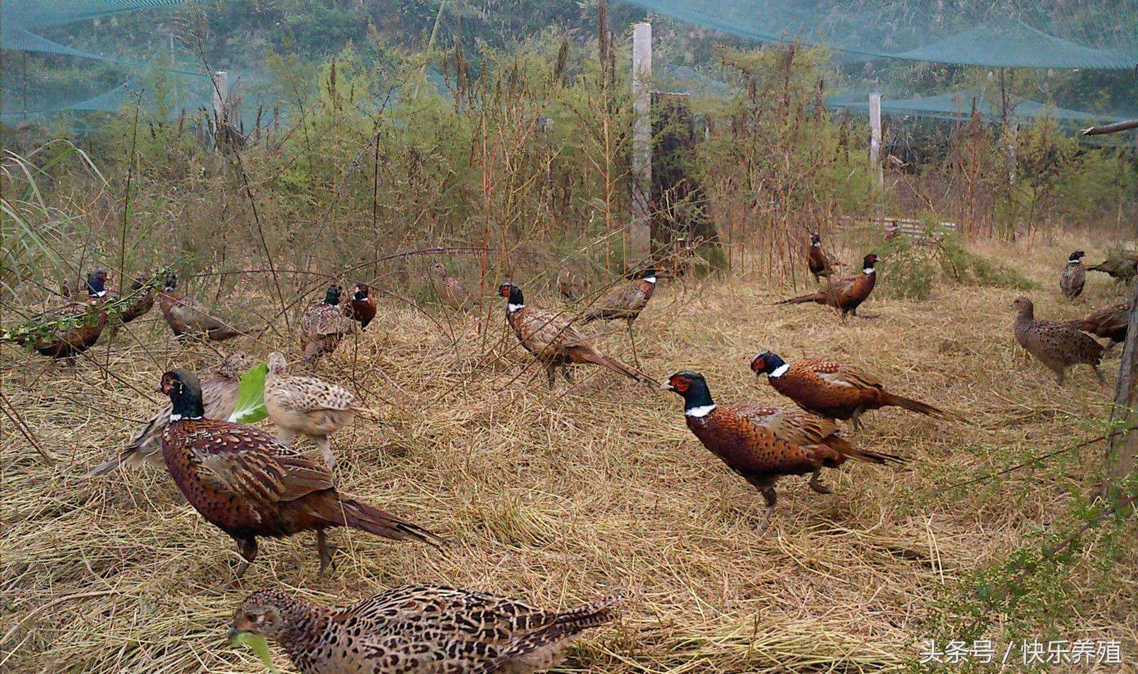 养野山鸡的条件,养野山鸡得办什么手续