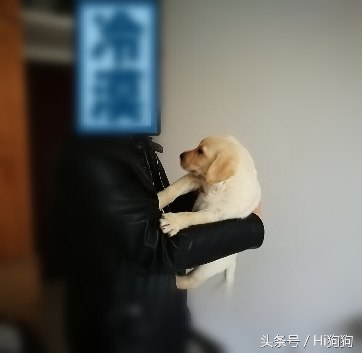 拉布拉多领养现场选出新主人,大骨架拉布拉多幼崽领养