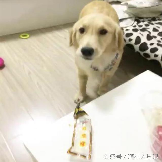 金毛偷吃主人30多个鸡爪,金毛偷吃了10个鸡爪