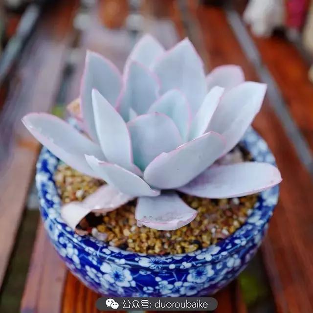 春雨多肉精品,包邮区的多肉