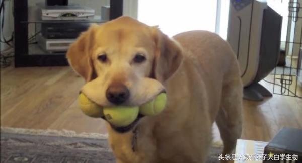 被蜜蜂蜇了的狗狗,被蜜蜂蜇的狗狗情头