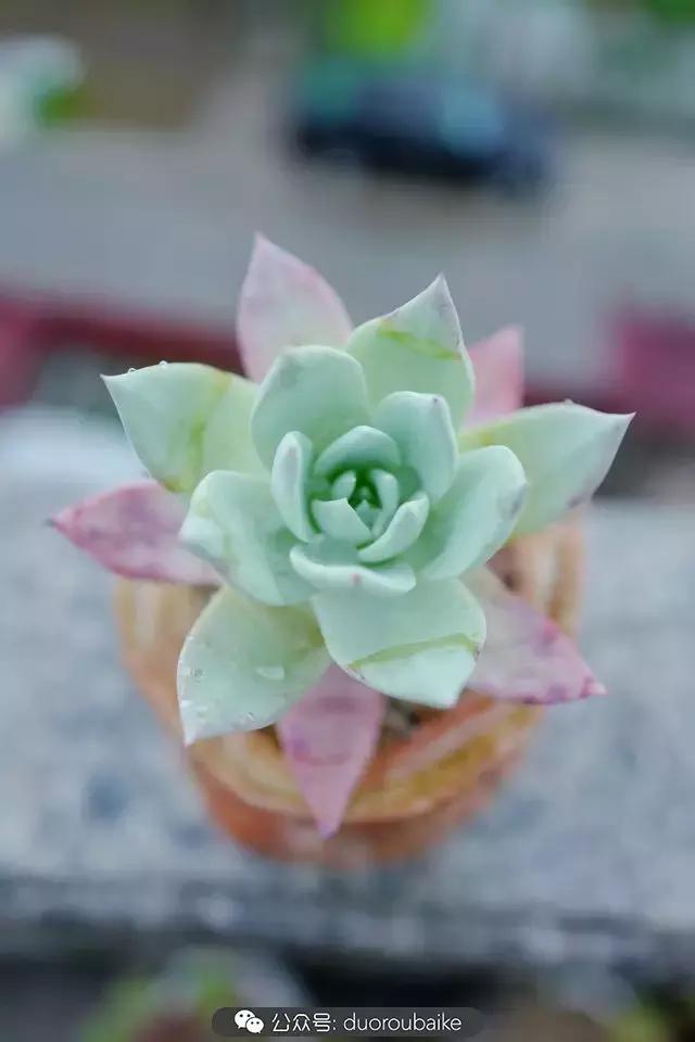 春雨多肉精品,包邮区的多肉