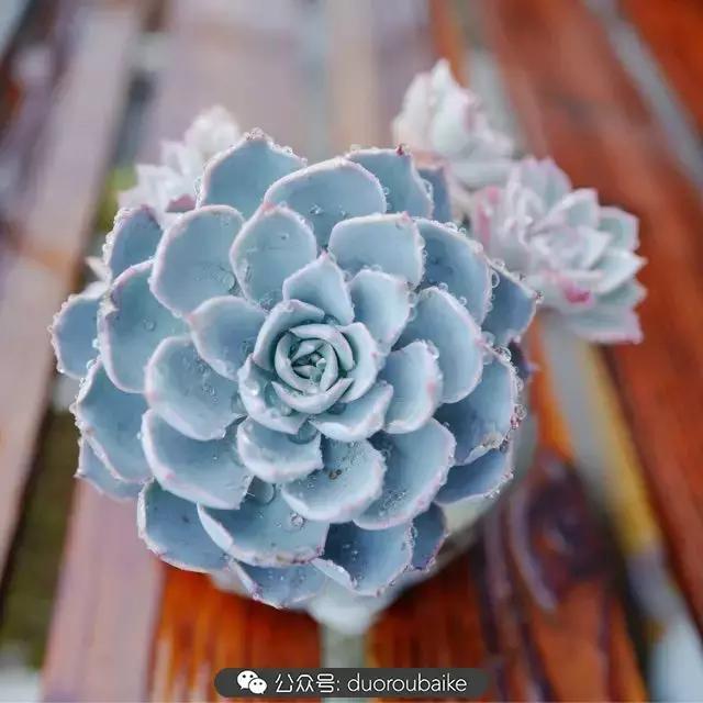 春雨多肉精品,包邮区的多肉