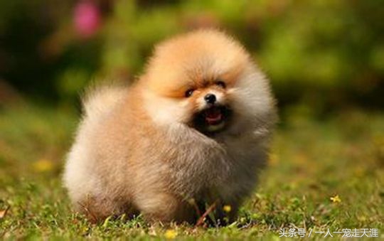 最可爱的四种宠物,10种最可爱的宠物狗