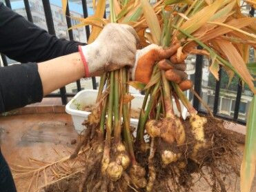 生姜阳台盆栽技巧,阳台盆栽生姜种植方法