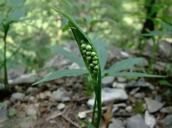 鲅鱼圈附近哪里可以挖野菜,盖州鲅鱼圈挖野菜