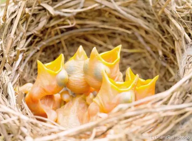 这是一篇只有鸟的美篇，却深深地打动了我