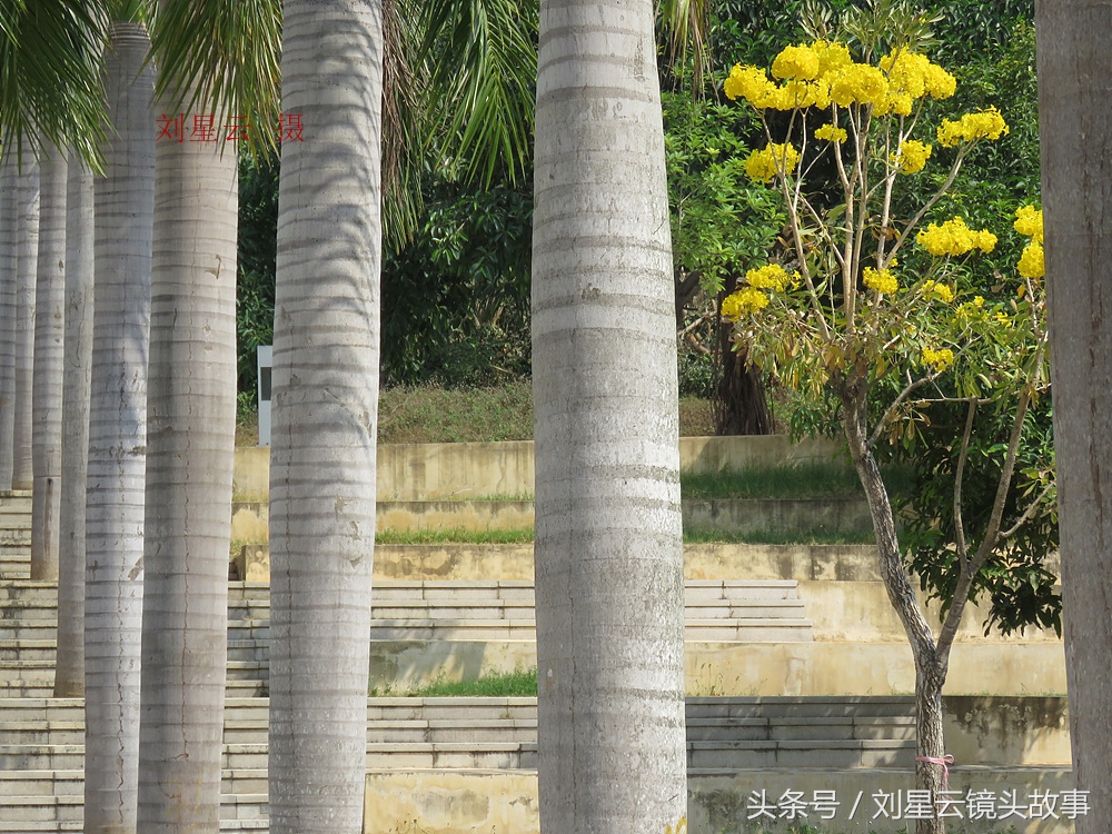 三亚黄花风铃花,三亚黄花风铃