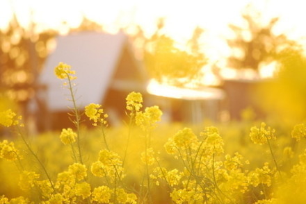 宫颈多发纳氏腺囊肿怎么治疗,孕妇宫颈腺囊肿是什么意思