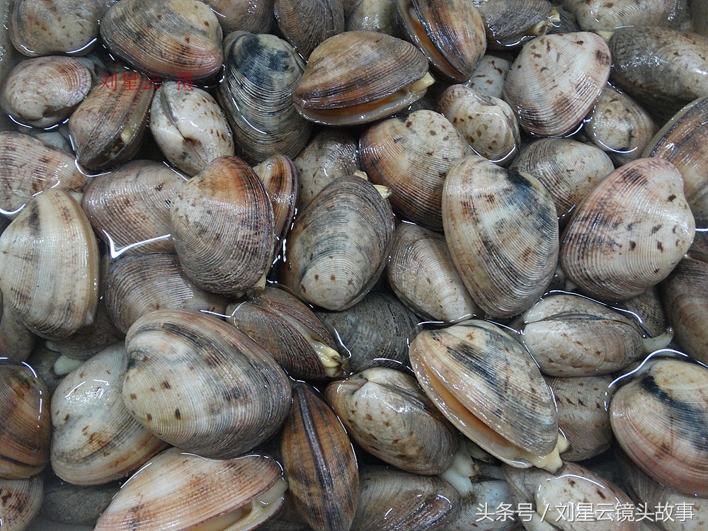 来三亚旅游想吃带壳的海鲜，不当冤大头，要有智慧善挑选和会安排