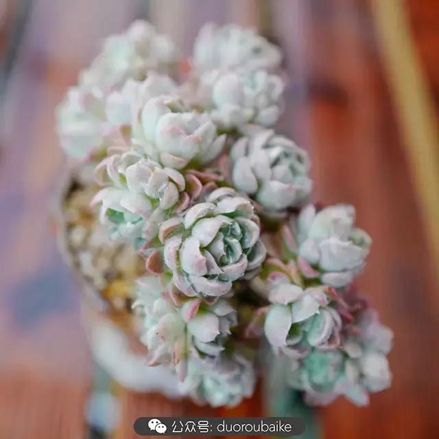 春雨多肉精品,包邮区的多肉