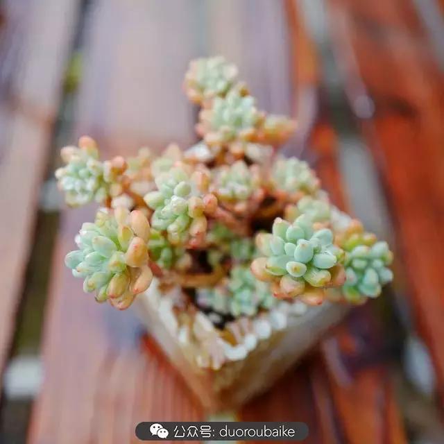 春雨多肉精品,包邮区的多肉