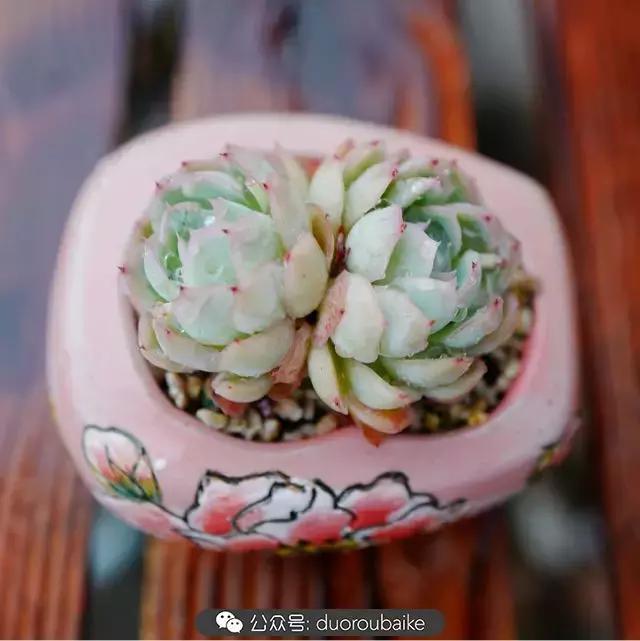 春雨多肉精品,包邮区的多肉